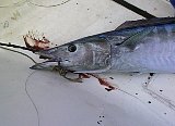 AUT_6252.JPG