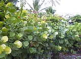 AUT_6816.JPG