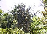 AUT_6966.JPG