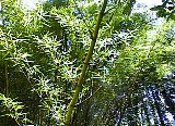 AUT_6990.JPG